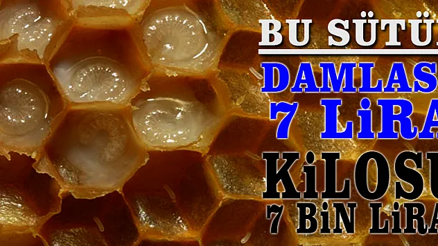 Bu sütün damlası 7 lira, kilosu 7 bin lira