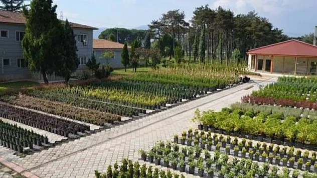  Samsun'da 326 bin fidan dikildi