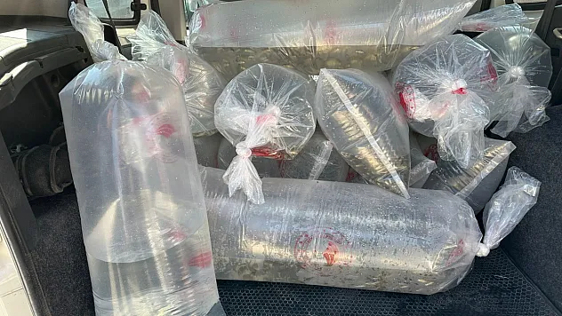 6,4 Milyon Yavru Sazan Doğaya Bırakıldı