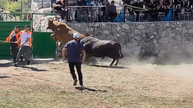600 kiloluk boğa arenadan böyle kaçtı