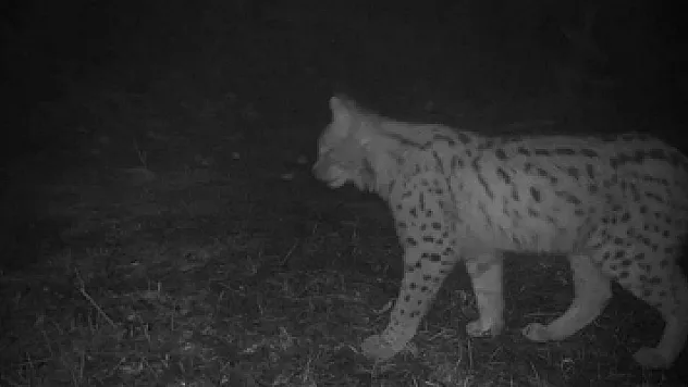 Ordu yaban hayatında sürpriz