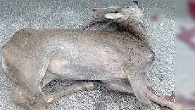 Fatsa'da aracın çarptığı karaca telef oldu