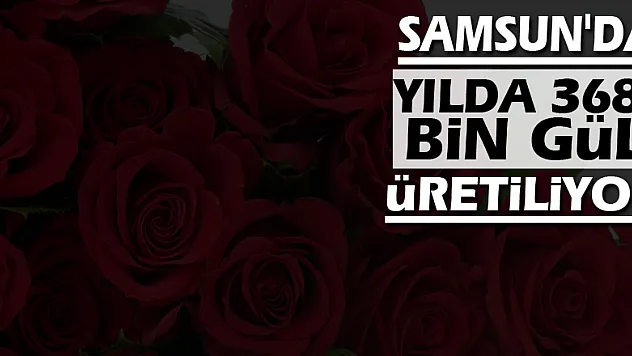 Samsun'da yılda 368 bin gül üretiliyor