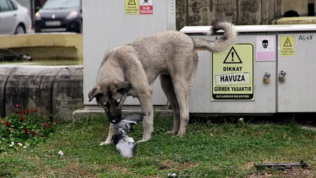 Sokak köpeği kaplan gibi pusuya yatıp güvercin avladı
