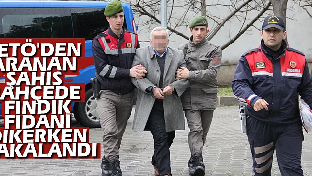 FETÖ'den aranan şahıs bahçede fındık fidanı dikerken yakalandı