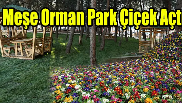 MEŞE ORMAN PARK ÇİÇEK AÇTI