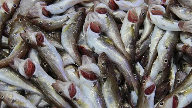 Balıkçıları 'mezgit' ayakta tutuyor