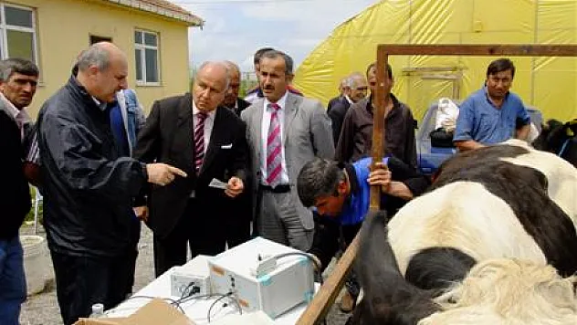 Bafra'da süt sığırı dağıtıldı