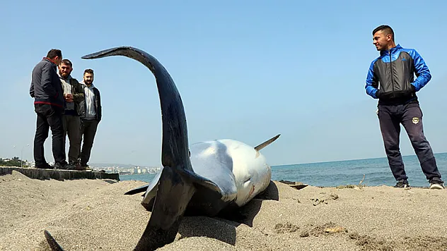 2 yunus ölüsü karaya vurdu