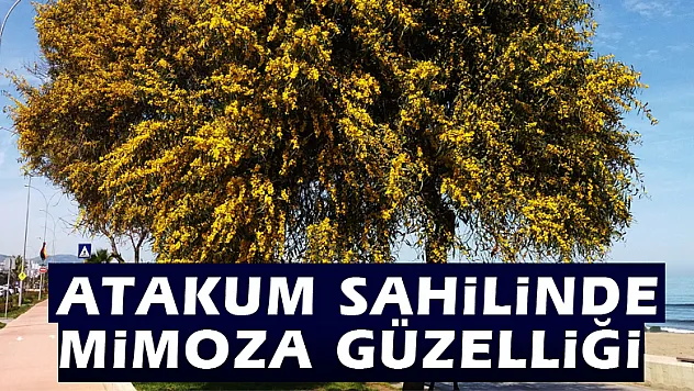 Atakum sahilinde mimoza güzelliği