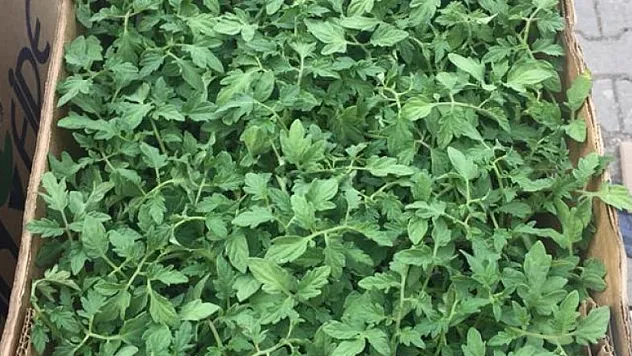 'ÜRETİM ŞENLİĞİ BAŞLIYOR'