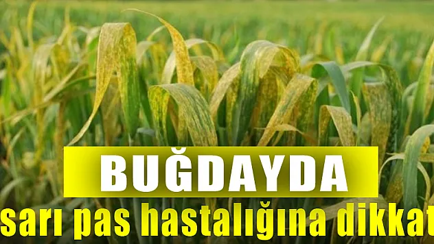 Buğdayda sarı pas hastalığına dikkat 