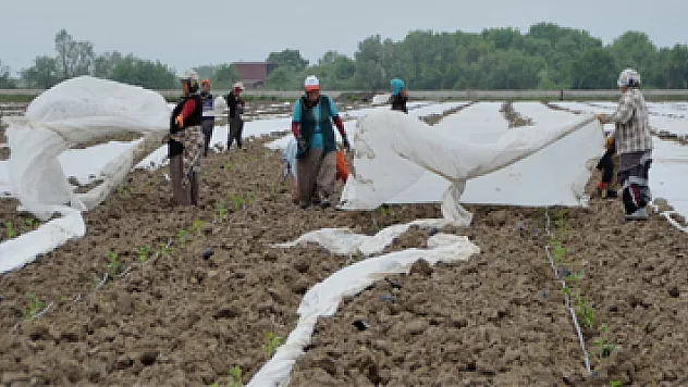 Bafra Ovası'nda karpuz ve kavun üreticileri dertli