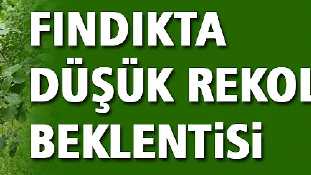 Fındıkta düşük rekolte beklentisi