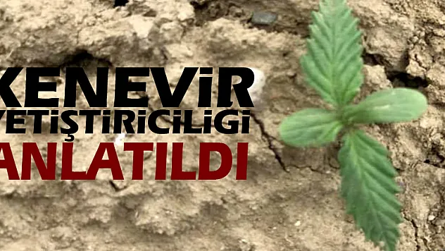 'Kenevir yetiştiriciliği' anlatıldı