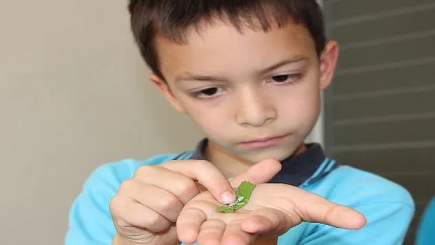 İlkokul öğrencileri okulda, ipek böcekçiliği yapıyor