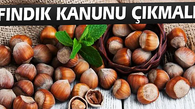  'Fındık kanunu çıkmalı'