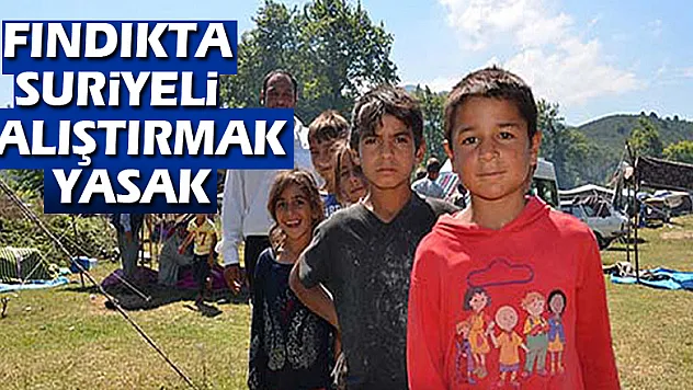 Fındıkta Suriyeli çalıştırmak yasak