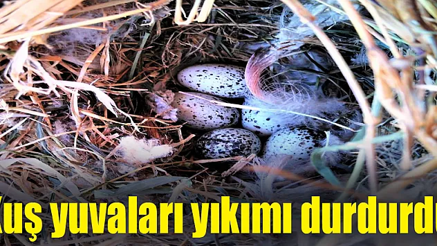 Kuş yuvaları yıkımı durdurdu 