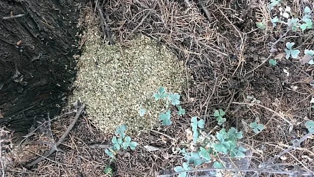 Ormanlık alanda uyuşturucu ticaretine 2 gözaltı 