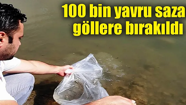 100 bin yavru sazan göllere bırakıldı 