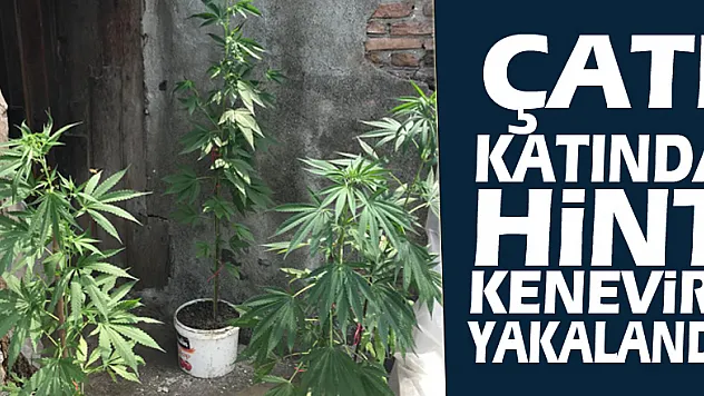 Çatı katında hint keneviri yakalandı