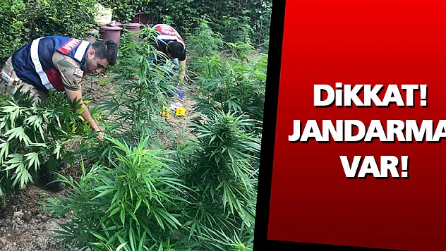 Dikkat! Jandarma var!