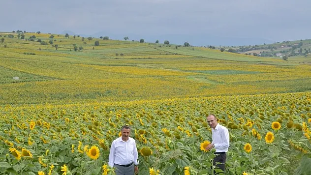 Vezirköprü'de ayçiçeği güzelliği