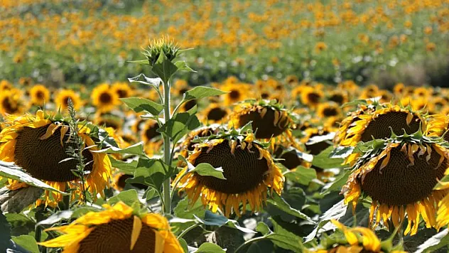 'Bu kadar bol ayçiçeğini ilk kez gördük' 