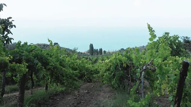 TARIMDA SİGORTALI VARLIK DEĞERİ %28 ARTTI!