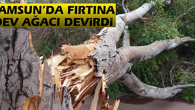 Samsun'da fırtına dev ağacı devirdi