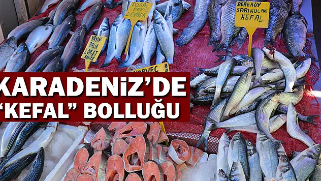  Karadeniz'de 'Kefal' bolluğu 