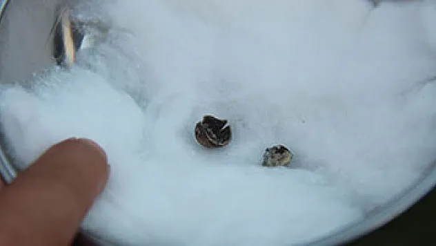 Tarihi kazıda 3 bin yıllık fındık bulundu