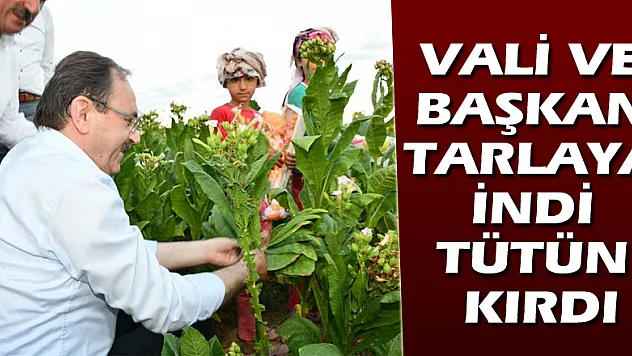 VALI VE BAŞKAN TARLAYA İNDİ TÜTÜN KIRDI