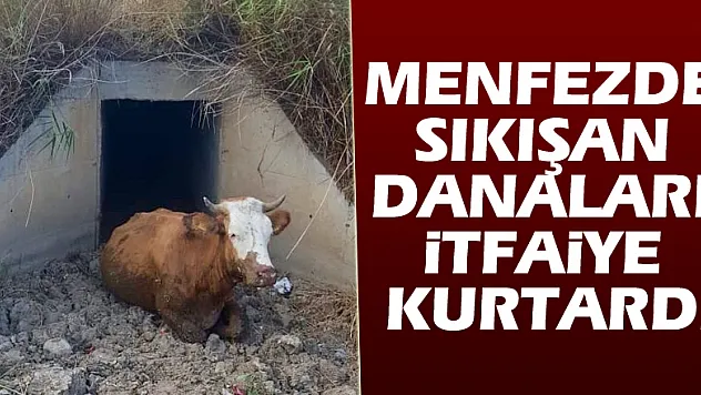 Menfezde sıkışan danaları itfaiye kurtardı