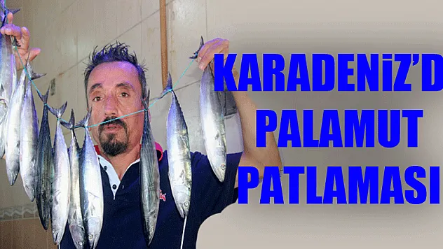 Karadeniz'de palamut patlaması 