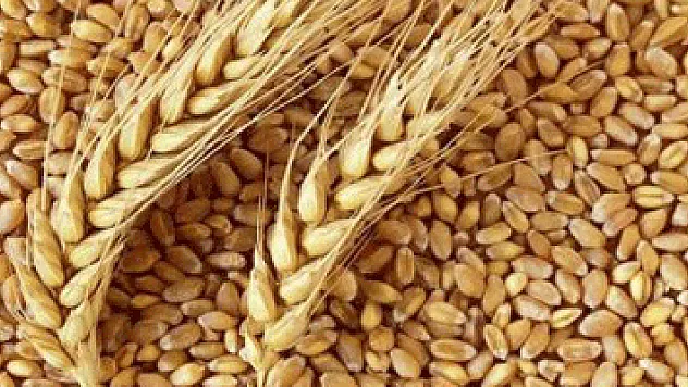 Sadece 26 Gün Yetecek Kadar Buğday Kaldı