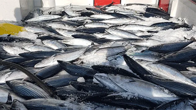 Karadeniz'den palamut fışkırdı