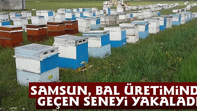 Samsun, bal üretiminde geçen seneyi yakaladı