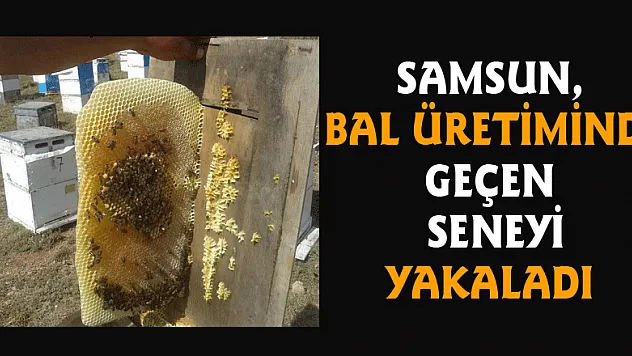 Samsun, bal üretiminde geçen seneyi yakaladı 