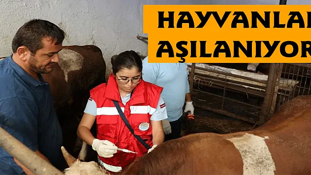 Büyükbaş hayvanlar hastalıklara karşı aşılanıyor 