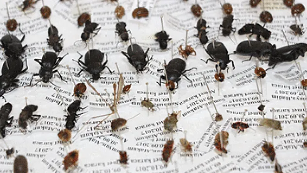 10 yılda 100 bin böcek toplayarak 'Böcek Müzesi' yaptılar