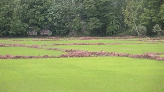 Çeltik ekim ruhsatı süresi uzatıldı