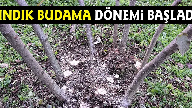 Fındık budama dönemi başladı