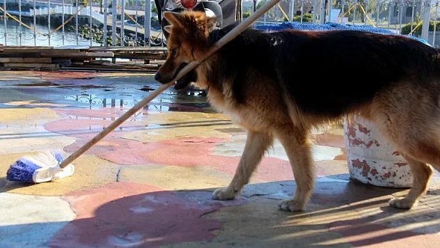 Bu köpek yetenekleri ile şaşırtıyor