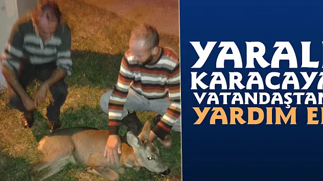 Yaralı Karacaya vatandaştan yardım eli