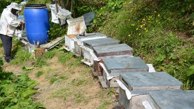 Arıların yüzde 30'unun öleceği tahmin ediliyor