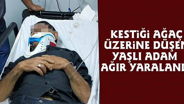Kestiği ağaç üzerine düşen yaşlı adam ağır yaralandı