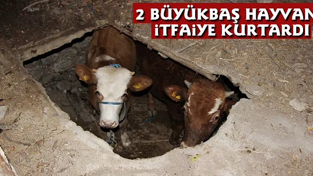 2 büyükbaş hayvanı itfaiye kurtardı