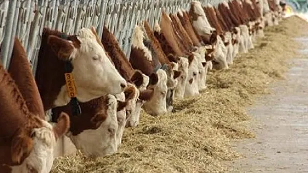 Hayvan ve hayvansal ürün hareketlerine denetim